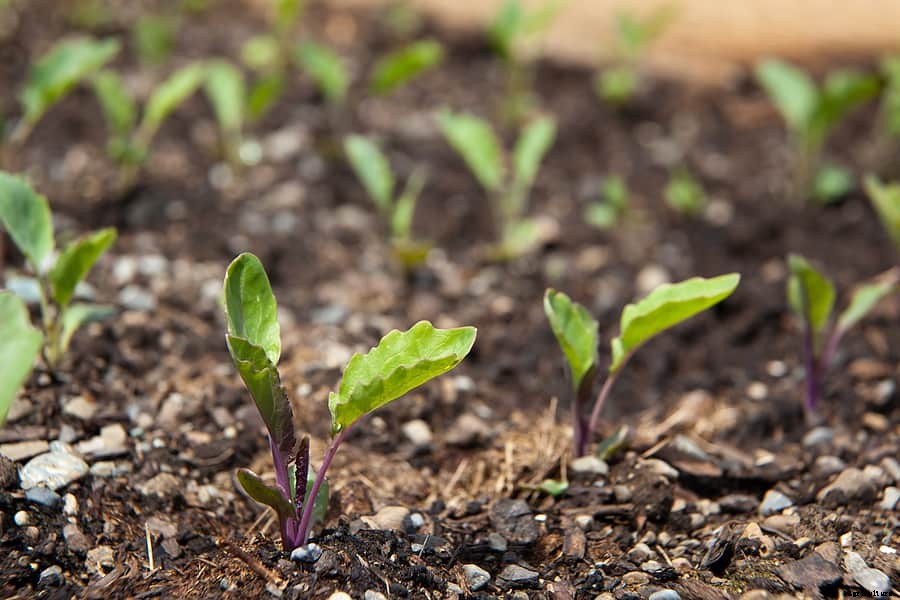 How to Grow Kohlrabi