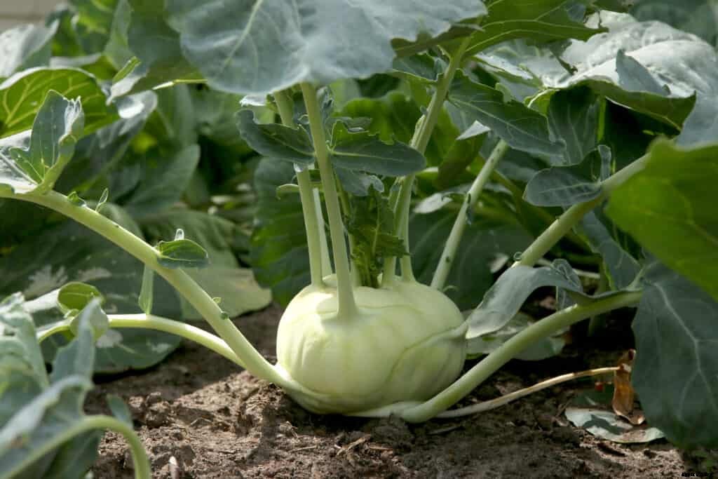 How to Grow Kohlrabi