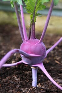 How to Grow Kohlrabi