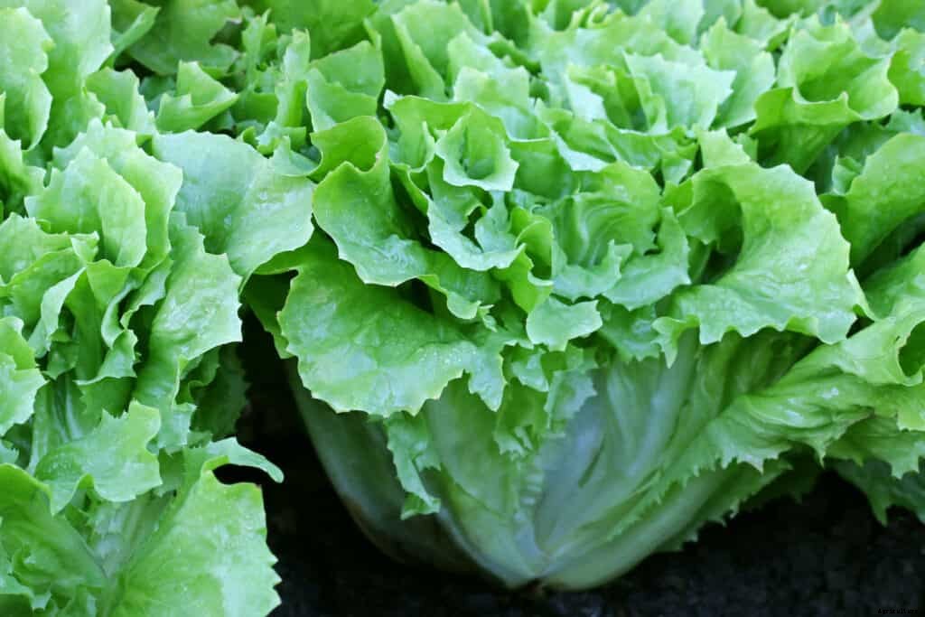 How to Grow Endive and Escarole