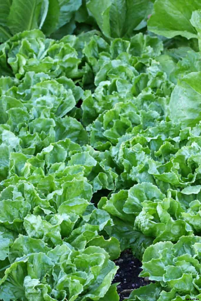 How to Grow Endive and Escarole
