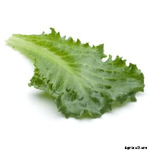 How to Grow Endive and Escarole
