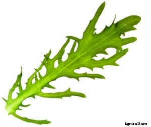 How to Grow Endive and Escarole