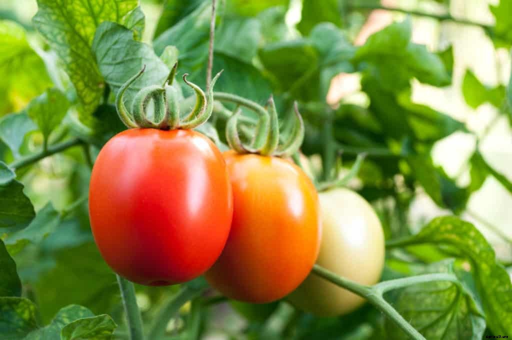 How to Choose a Tomato for Your Garden