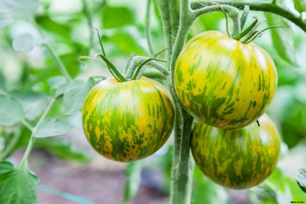 How to Choose a Tomato for Your Garden