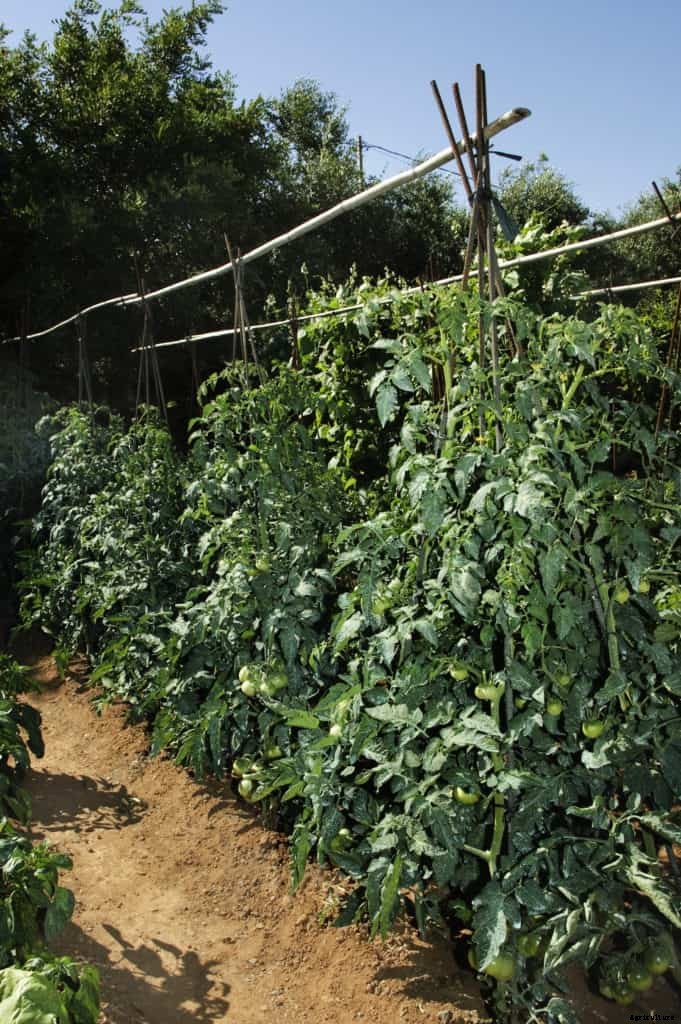 How to Choose a Tomato for Your Garden