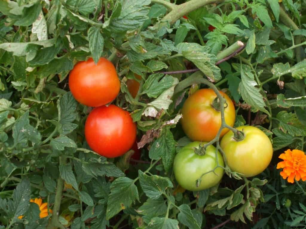 How to Choose a Tomato for Your Garden