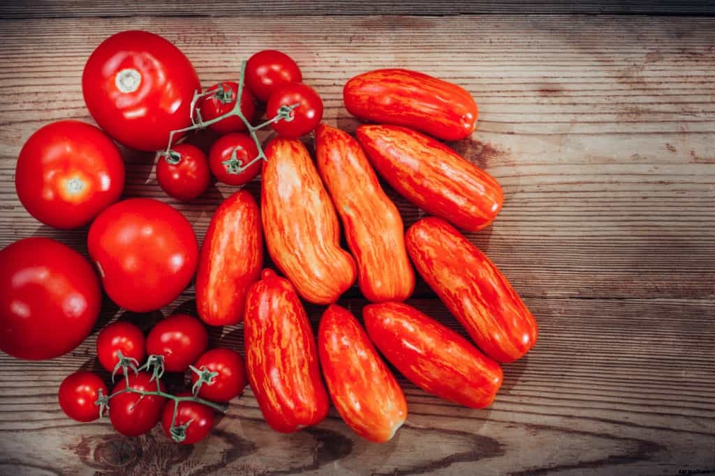 How to Choose a Tomato for Your Garden