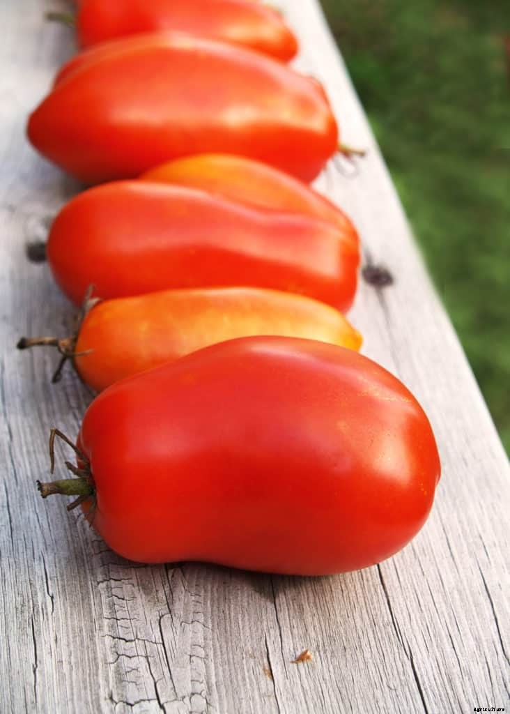 How to Choose a Tomato for Your Garden