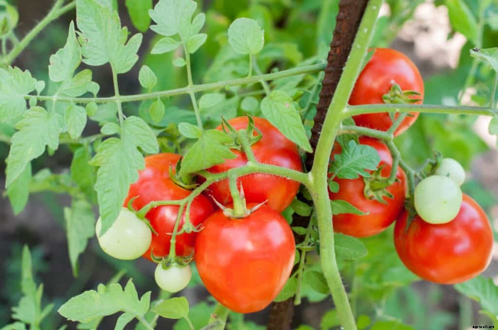 How to Grow Tomatoes