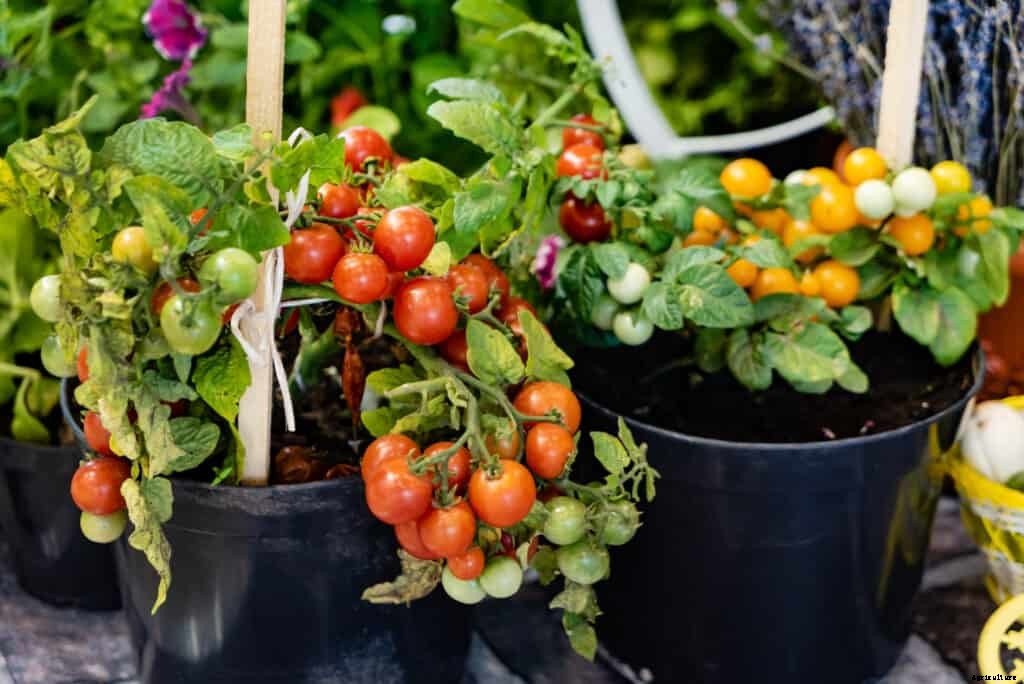 How to Grow Tomatoes