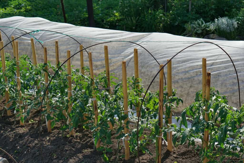 How to Grow Tomatoes