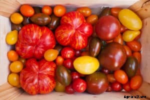 How to Grow Tomatoes
