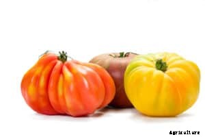 How to Grow Tomatoes