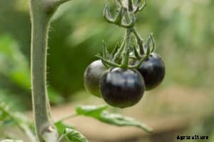 How to Grow Tomatoes
