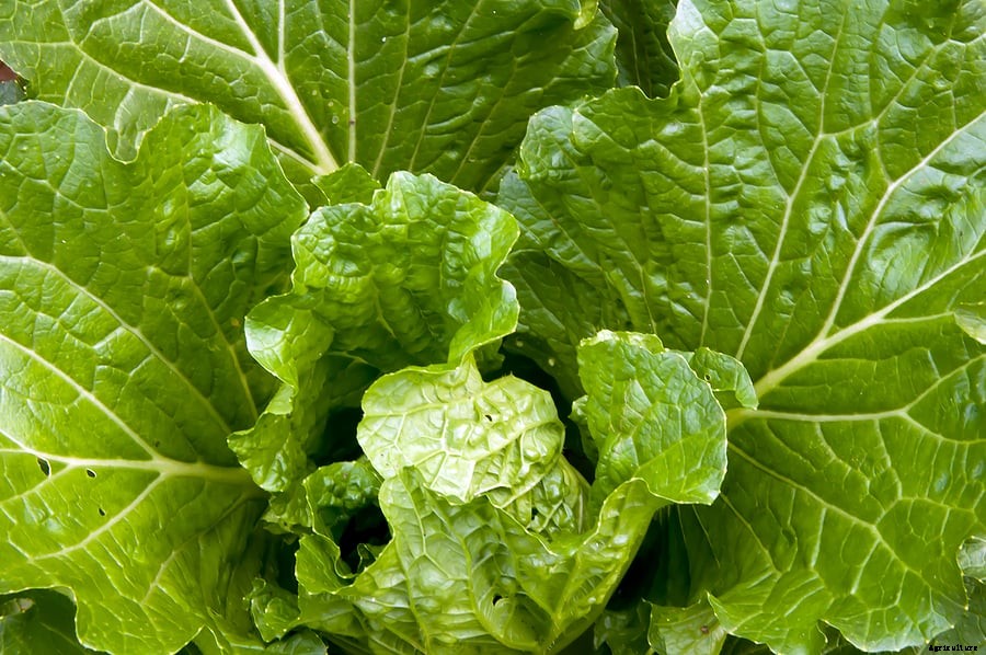 How to Grow Chinese Cabbage