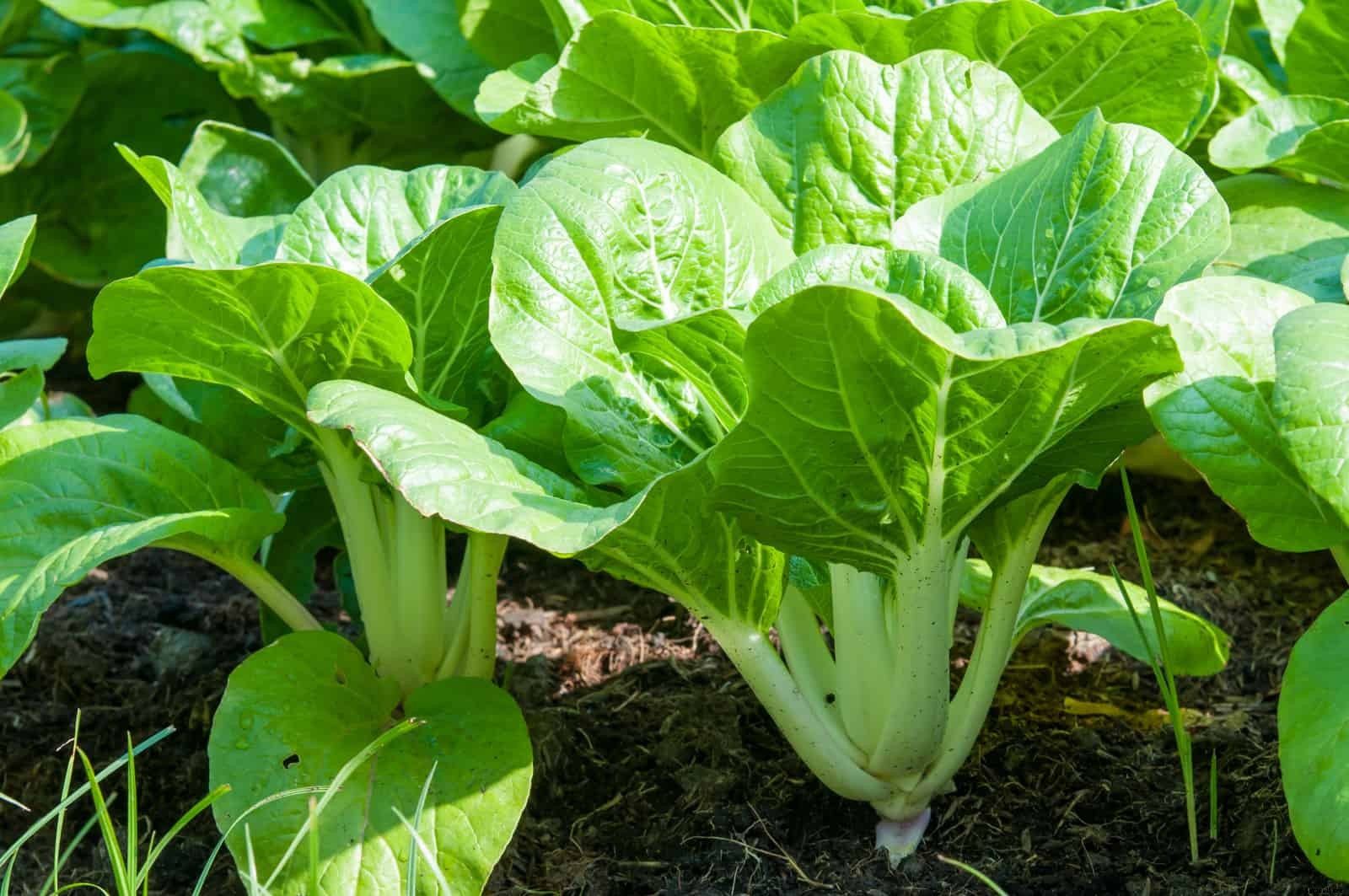 How to Grow Chinese Cabbage