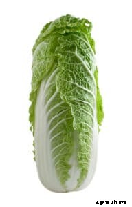 How to Grow Chinese Cabbage