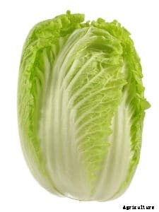 How to Grow Chinese Cabbage