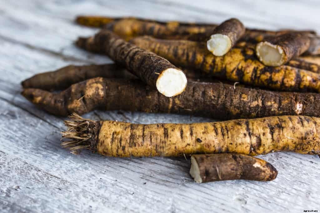 How to Grow Salsify
