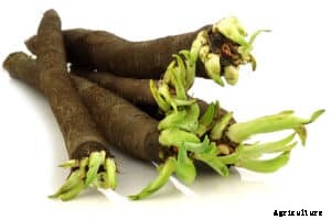How to Grow Salsify