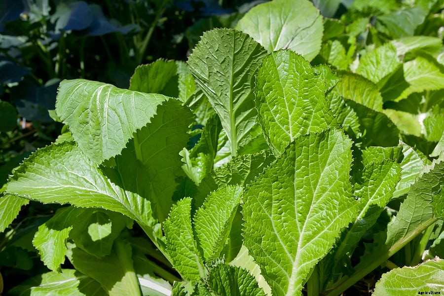 How to Grow Mustard Greens