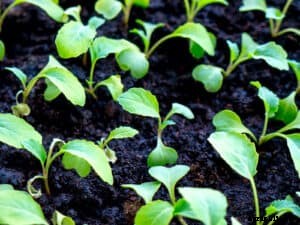 How to Grow Mustard Greens