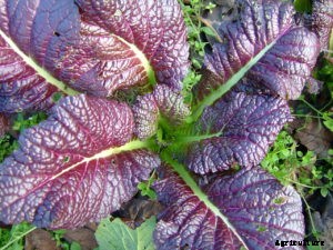 How to Grow Mustard Greens
