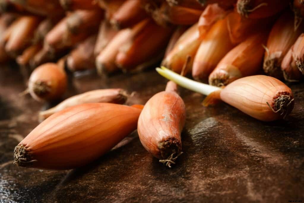 How to Grow Shallots