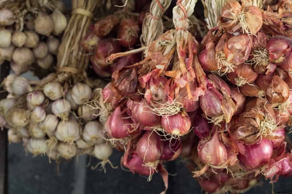 How to Grow Shallots