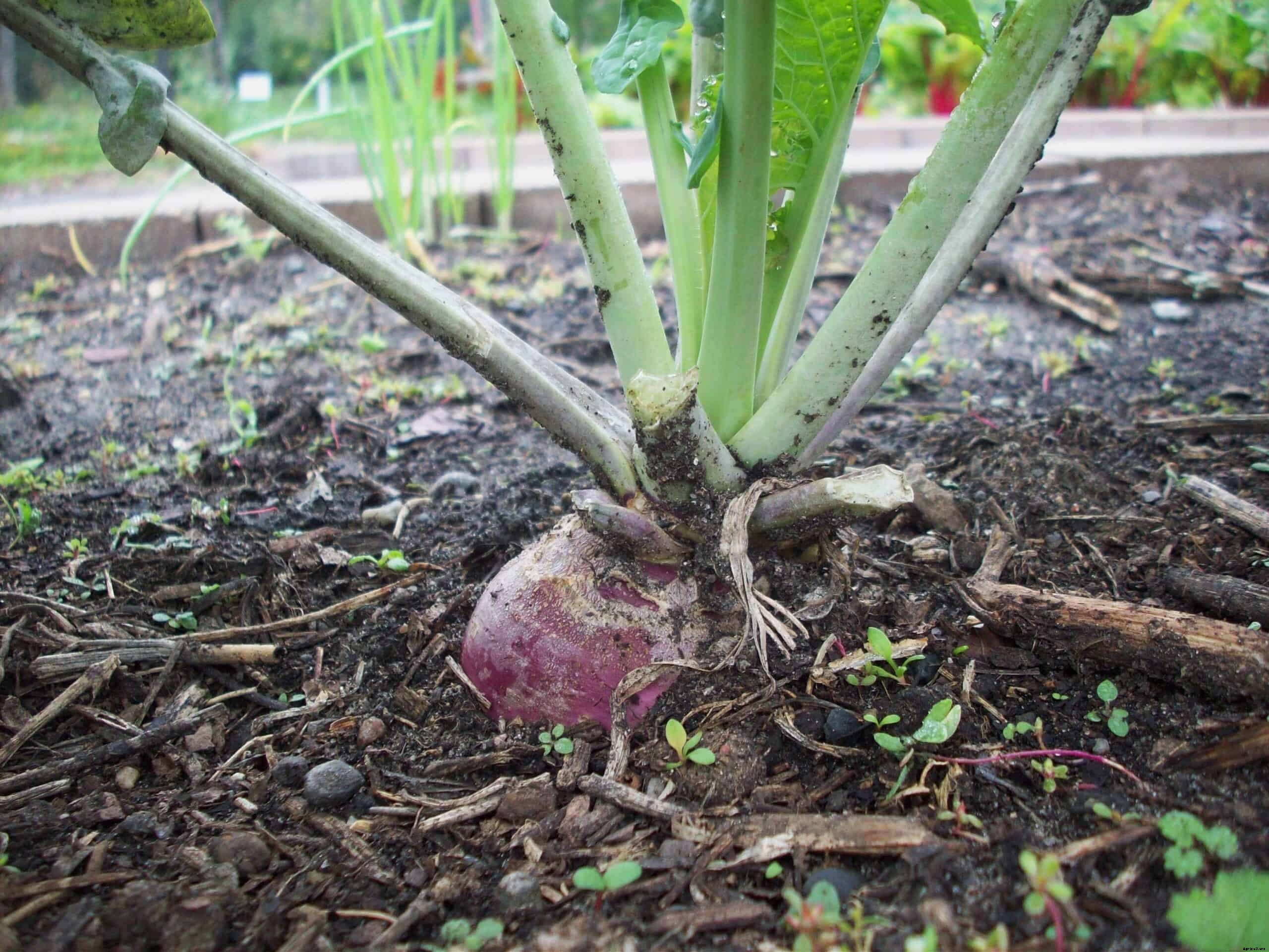How to Grow Rutabaga