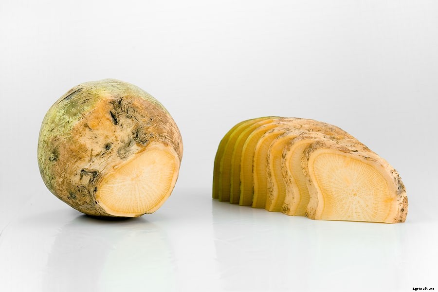 How to Grow Rutabaga