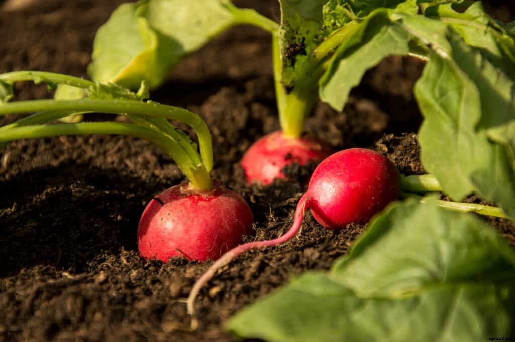 How to Grow Radishes