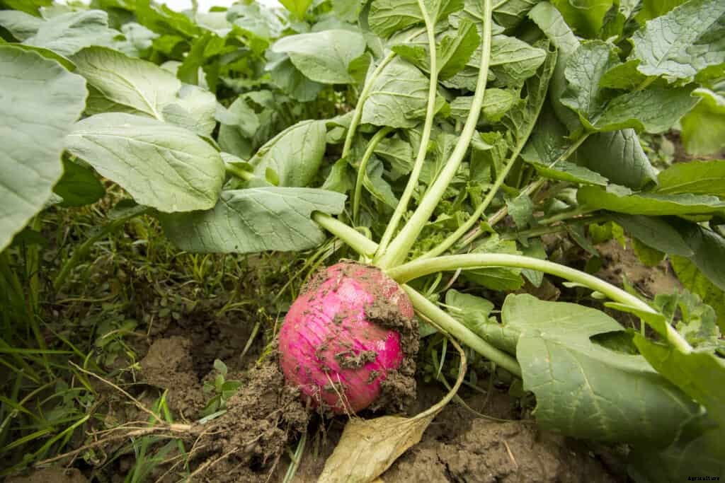 How to Grow Radishes