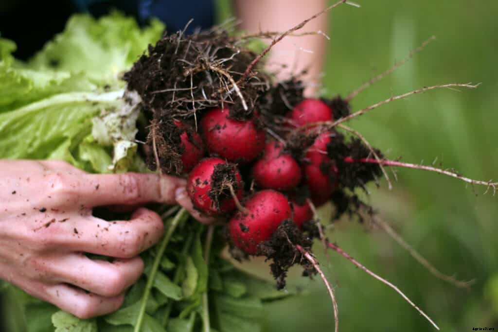 How to Grow Radishes