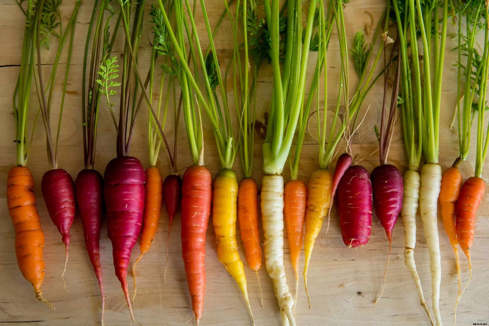 How to Grow Carrots