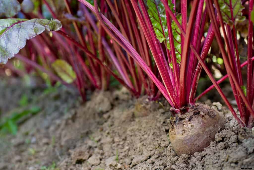 How to Grow Beets