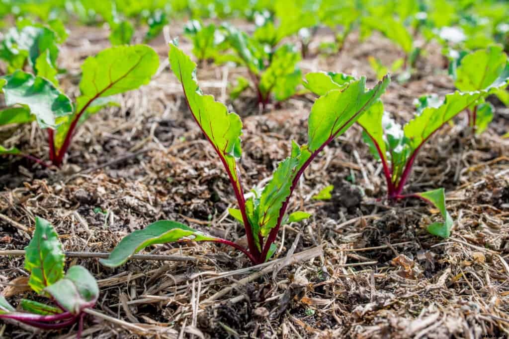 How to Grow Beets
