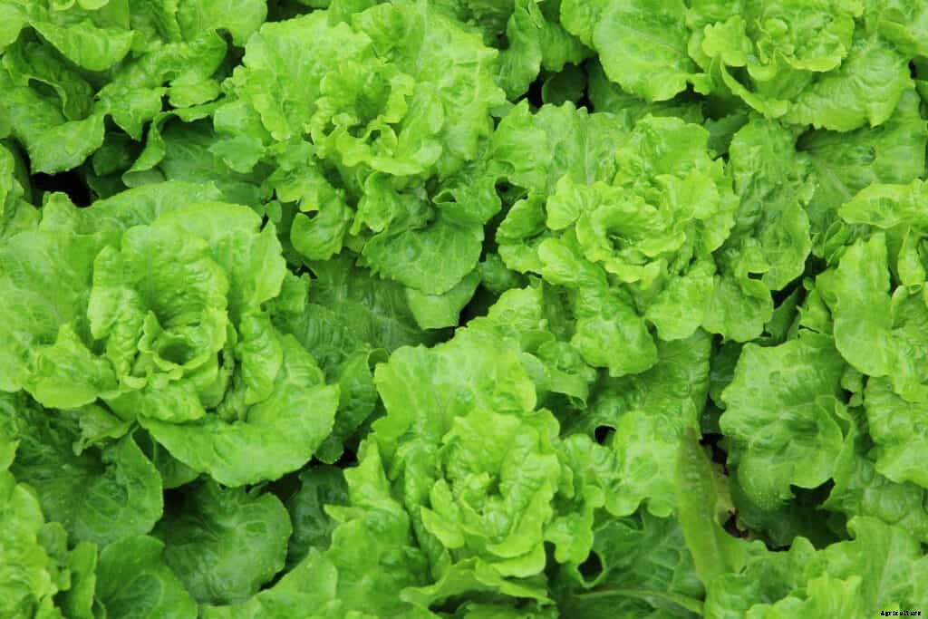 How to Grow Lettuce