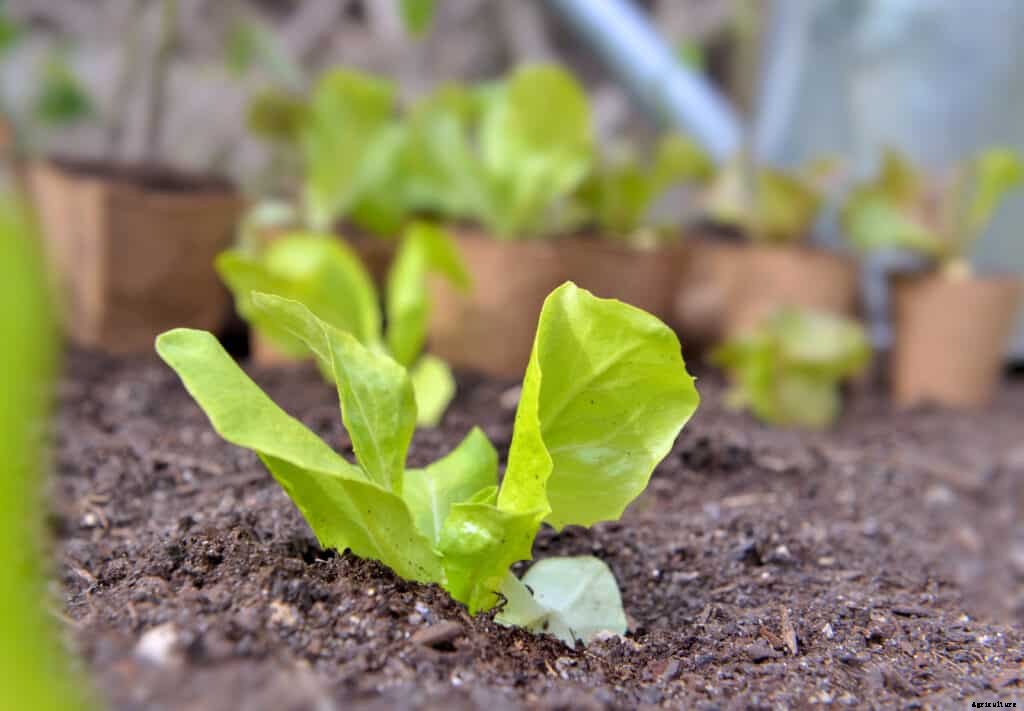 How to Grow Lettuce