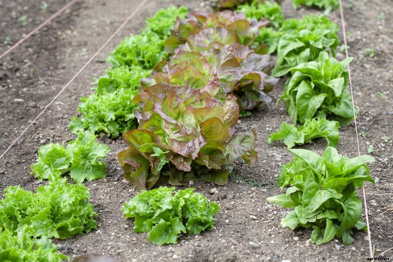 How to Grow Lettuce