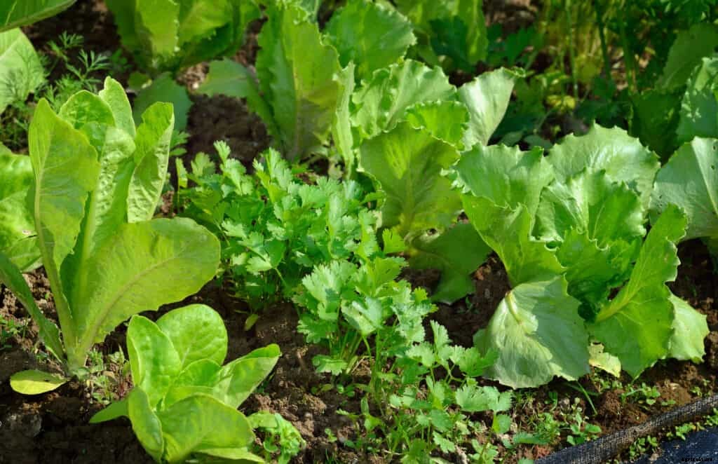 How to Grow Lettuce