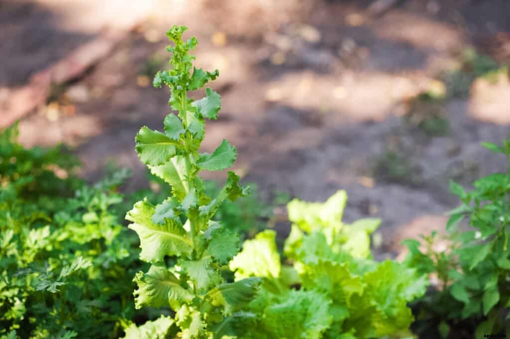 How to Grow Lettuce