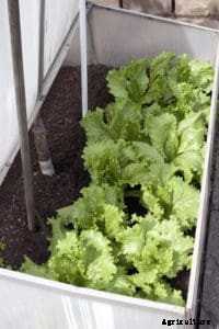 How to Grow Lettuce
