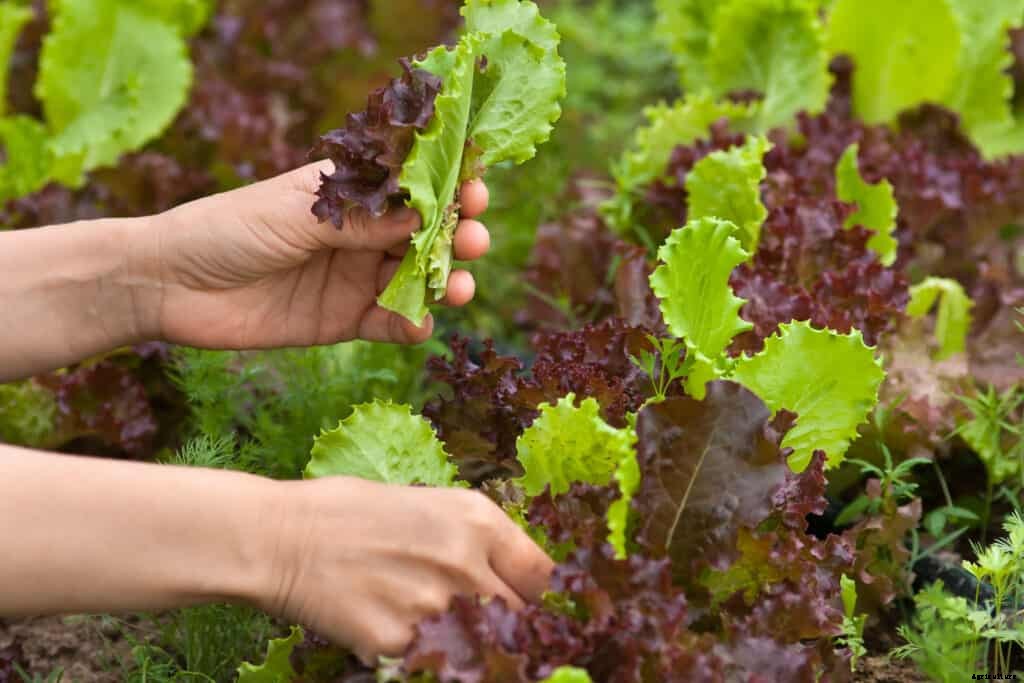 How to Grow Lettuce