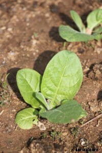 How to Grow Collards
