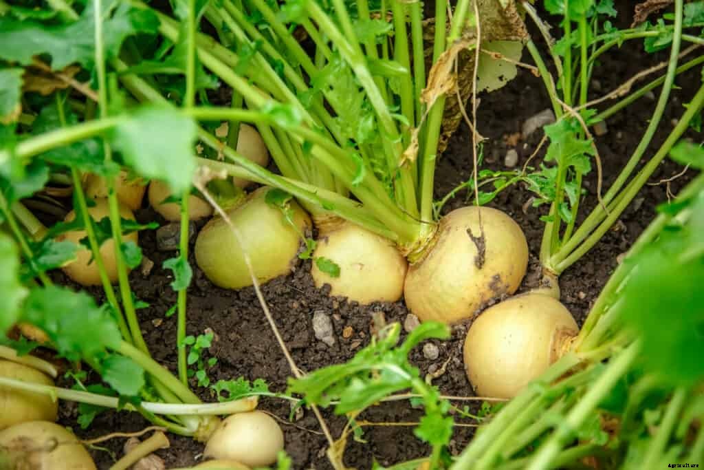 How to Grow Turnips