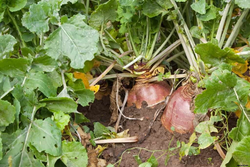 How to Grow Turnips
