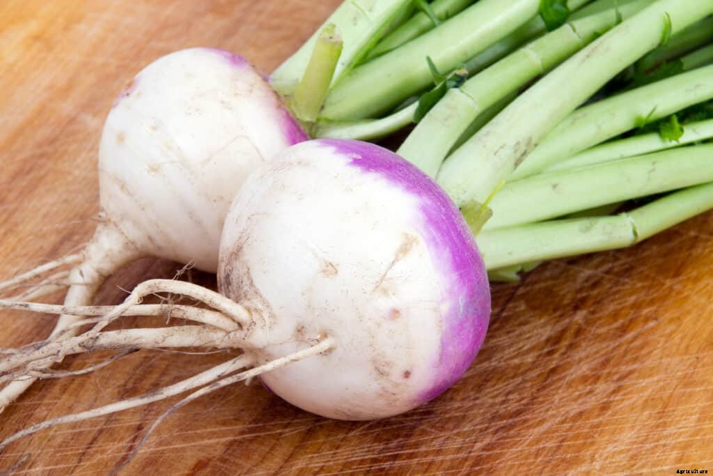 How to Grow Turnips