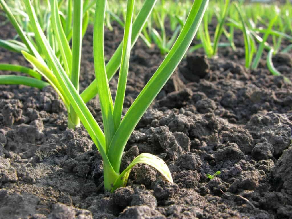 How to Grow Leeks